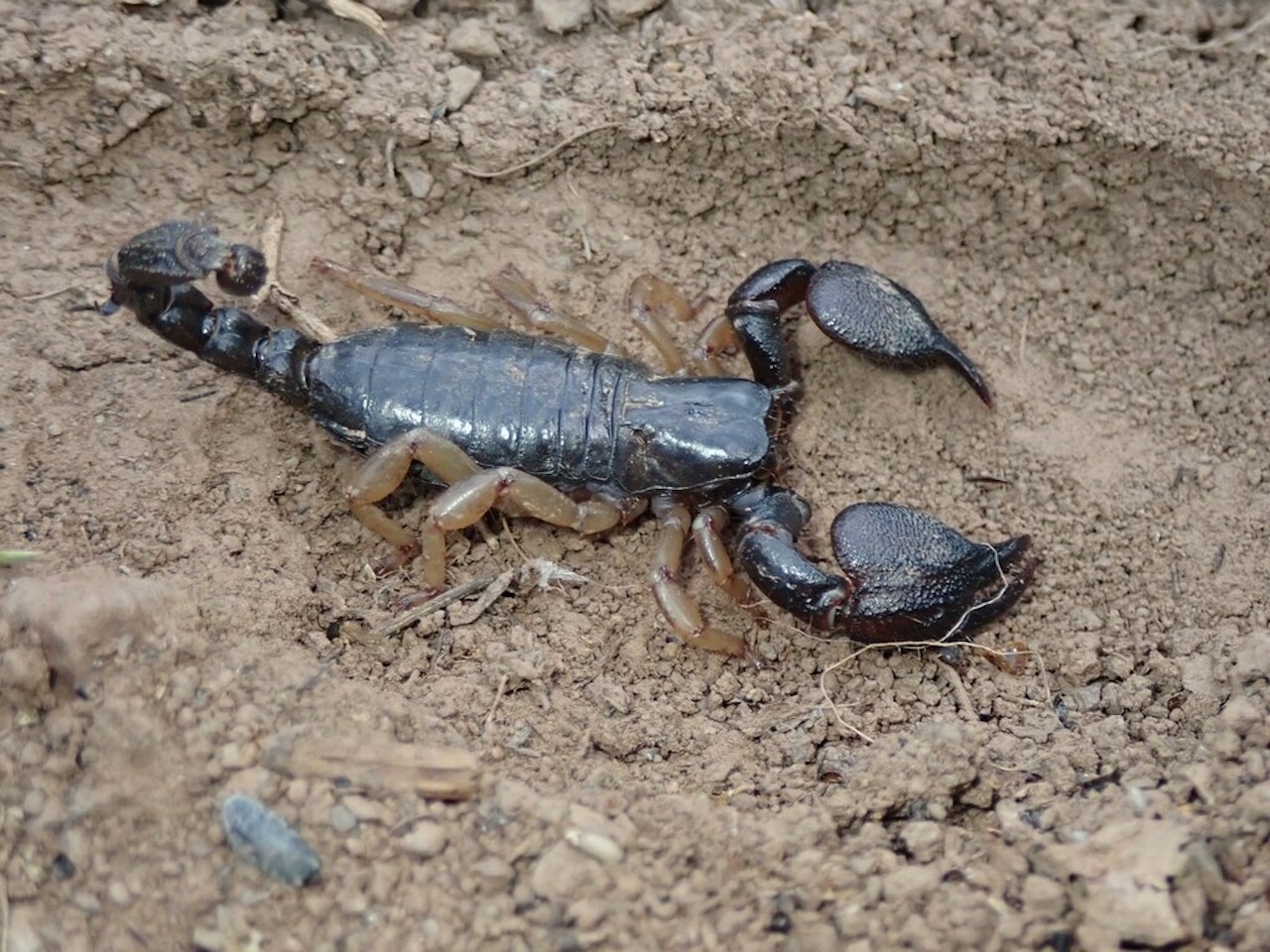Scorpio fuliginosus Scorpio fuliginosus